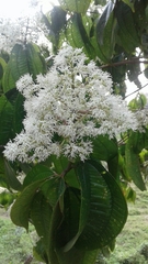 Miconia prasina
