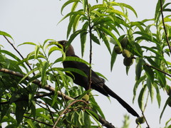 Quiscalus mexicanus