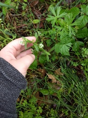Myosotis verna
