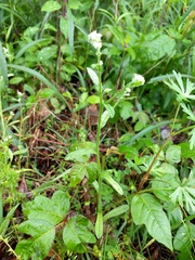 Myosotis verna