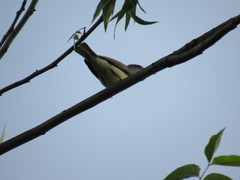 Myiarchus
