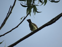 Myiarchus