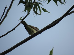 Myiarchus