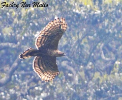 Javan Hawk-Eagle photo 4
