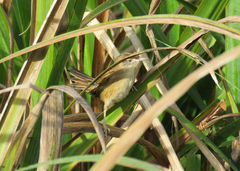 Spartonoica maluroides