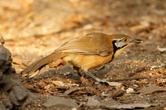 Pterorhinus pectoralis