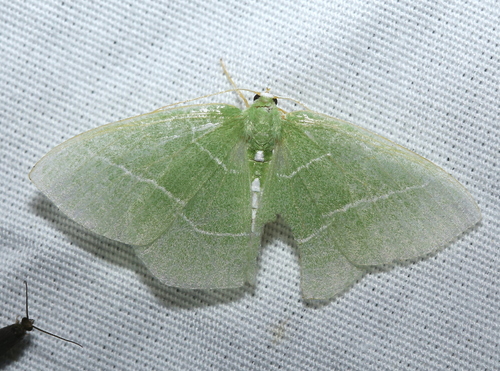White-fringed Emerald photo 5