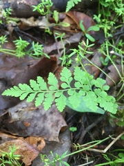 Cystopteris protrusa