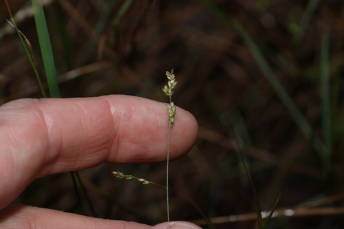 Image of Ottochloa gracillima by (c) Greg Tasney, some rights reserved (CC BY-SA)
