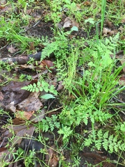 Cystopteris protrusa