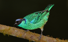 Chalcothraupis ruficervix