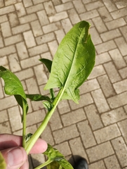 Spinacia oleracea, photograph author not stated, no rights reserved