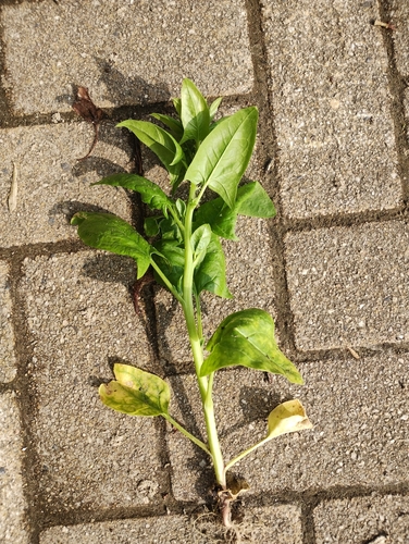 Spinacia oleracea, photograph 6