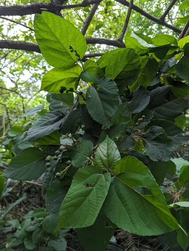 Alchornea liukiuensis iNat (1)