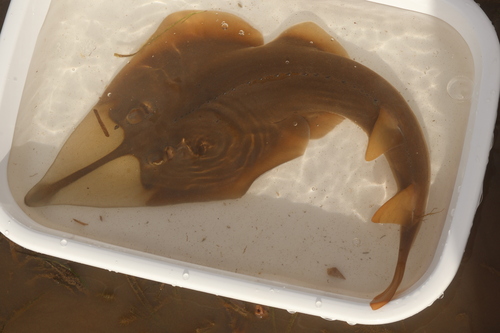 Reuzen-gitaarrog (Glaucostegus typus) — Rhinobatidae — 5