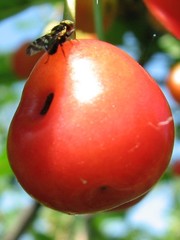 Rhagoletis cerasi