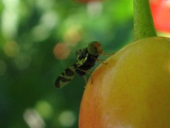Rhagoletis cerasi