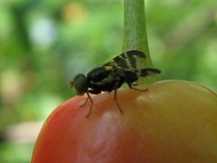 Rhagoletis cerasi