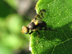 Rhagoletis cerasi