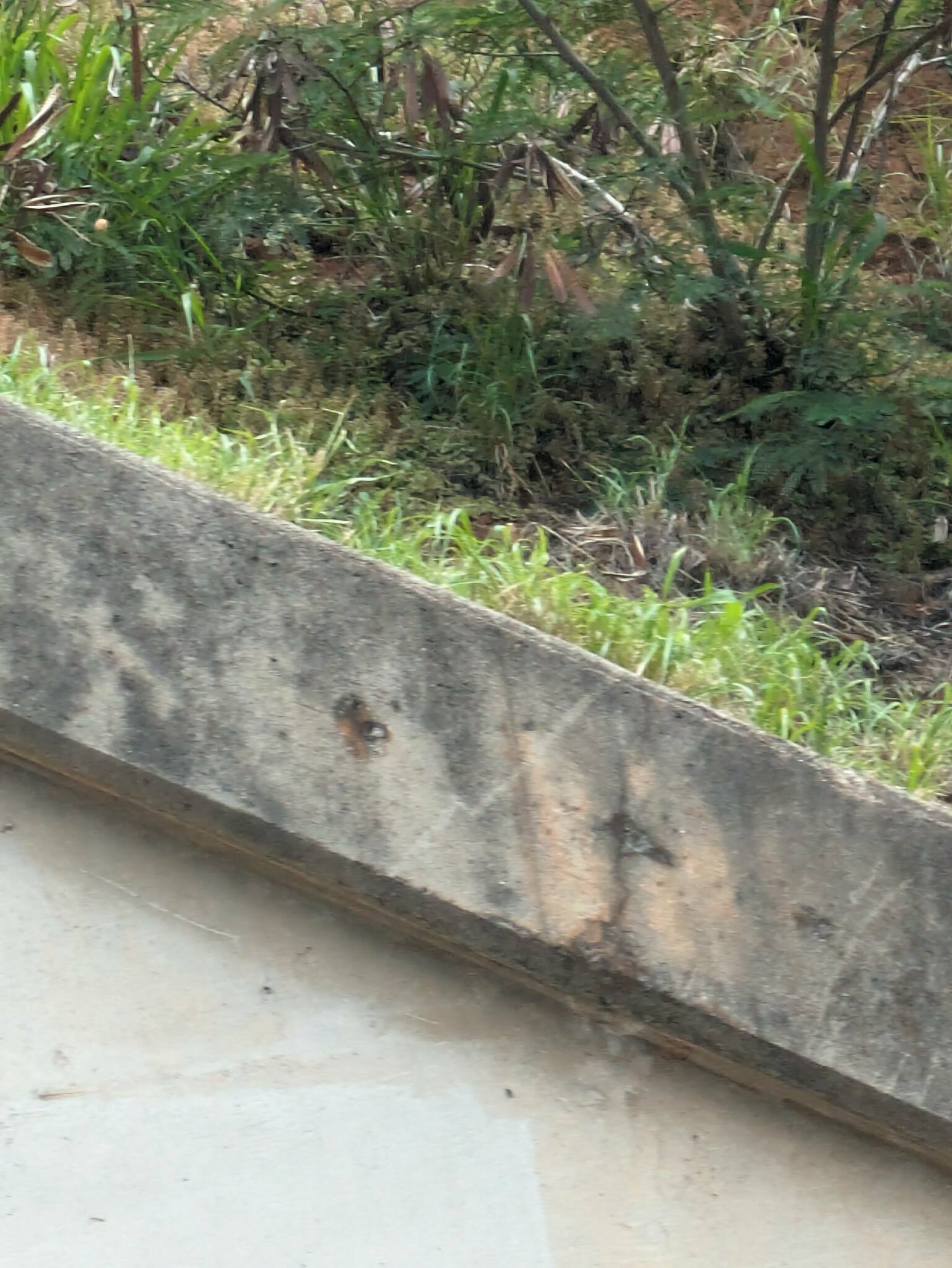 Imagem de Dinheiro-em-penca