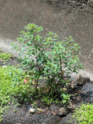 Ludwigia erecta observed 2024-04-28