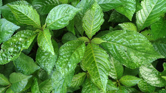 Strobilanthes crispa