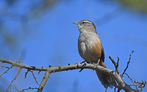 Dusky-tailed Canastero (Pseudasthenes humicola), photo 9
