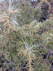 Juniperus communis communis