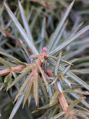 Juniperus communis communis