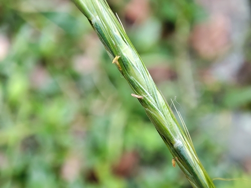 Elymus tsukushiensis iNat (1)