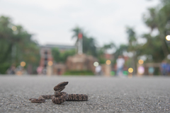 Brown Spotted Pitviper photo 5