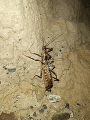 Peruphasma pentlandi