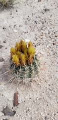 Sclerocactus whipplei