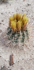 Sclerocactus whipplei