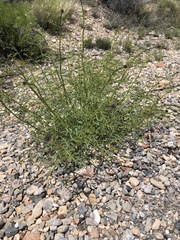 Dalea searlsiae