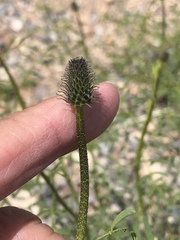 Dalea searlsiae