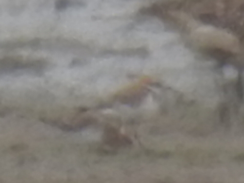 Anarhynchus alexandrinus