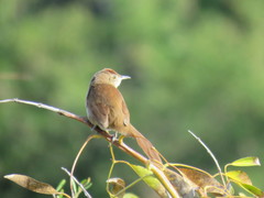 Phacellodomus striaticollis