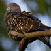 Spot-winged Pigeon - Photo (c) carmelo_lopez, some rights reserved (CC BY-NC), uploaded by Carmelo López Abad