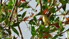 Vireo pallens