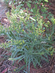 Solidago plumosa