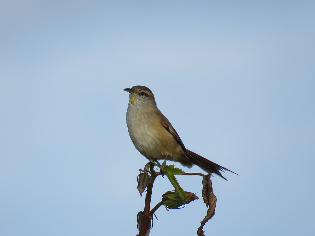 Sulphur-throated Spinetail