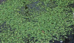 Potamogeton cheesemanii