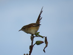 Limnoctites sulphuriferus