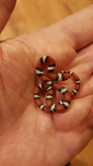 Cemophora coccinea copei