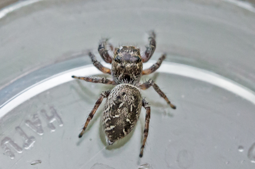 Bronze Jumping Spider