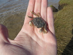 Cyrtograpsus angulatus