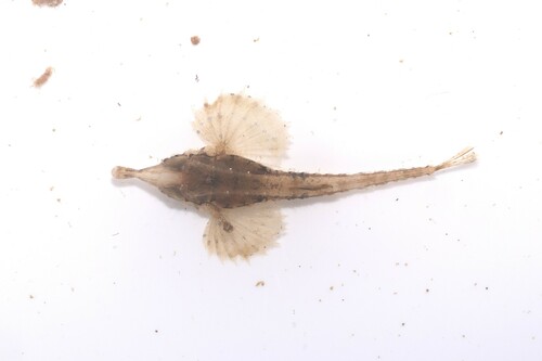 Longtail seamoth (Pegasus volitans) — Pegasidae — 2
