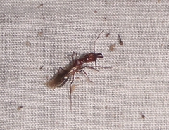 Odontomachus panamensis