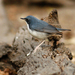 Siberian Blue Robin - Photo (c) Julien Renoult, some rights reserved (CC BY), uploaded by Julien Renoult